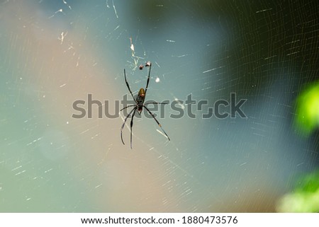 Spider in a spider web