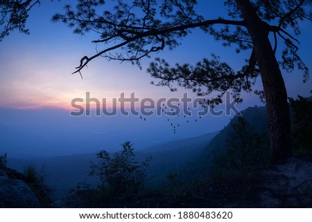 silhouette landscape pine tree with colorful sky and cloud with birds group 