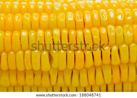 corn background, macro closeup 