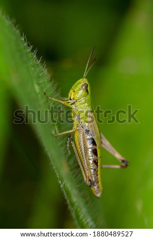 Meadow grasshoper sitting on a big green leaf macro photography in summer day. Green grasshopper garden wildlife closeup photography.