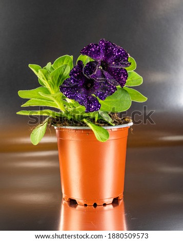 Starry petunias, starry sky in a pot with a silver background.
