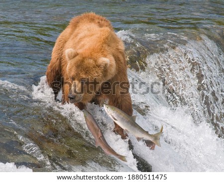 Beautiful picture of Bear catching fish