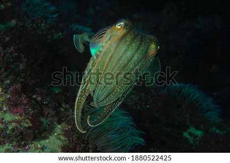 Atlantic ocean cuttlefish macro photo