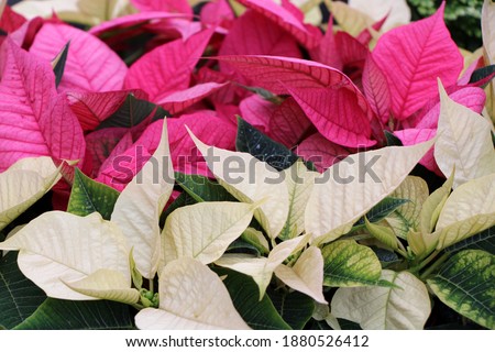 Beautiful pink and white leaves on large potted poinsettia plants for sale at market, a sure sign that December holidays are in the neighborhood.