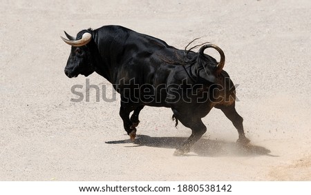 spanish black bull running on spain Royalty-Free Stock Photo #1880538142