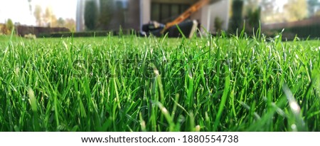 Spring season sunny lawn mowing in the garden. Lawn blur with soft light for background. Royalty-Free Stock Photo #1880554738