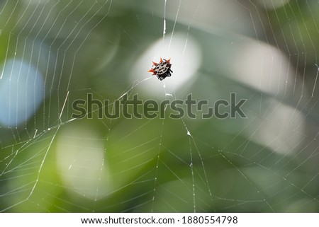 Close up photo of a spiny backed orb weaver on it's web in Florida