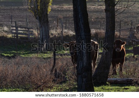 Cattle grazing grass in the middle of the forest