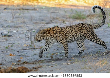 south african leopard walking on river bank, Chobe, Panthera pardus, Chobe National Park, Botswana, Africa wildlife