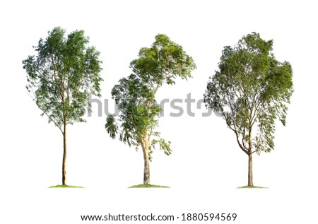 Eucalyptus tree isolated on white background. Tree collection for garden design. Big tree found in the Australian continent, which is the staple food for koalas. The trunk used to produce paper Royalty-Free Stock Photo #1880594569