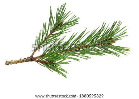 green natural pine branch isolated on white background
