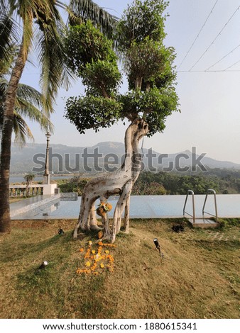 tree shaped like an animal Giraffe by the infinity pool and scenic landscapes in the background 