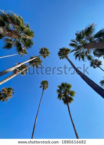 tall palm trees from a low angle