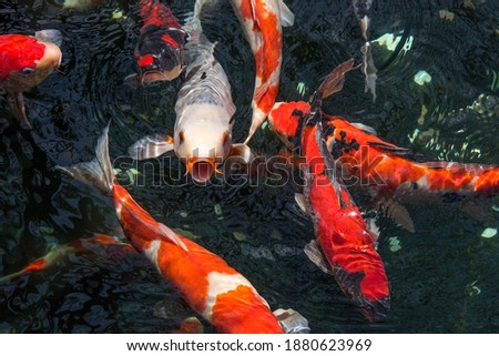 red and white fishs in the pond 