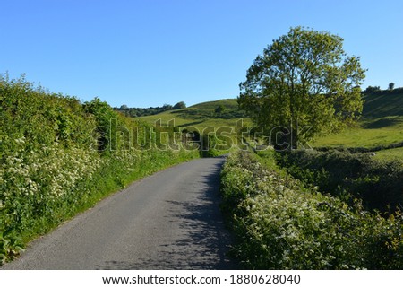 Rural lane in early summer with wildflowers in the hedgerows, near Poyntington, Sherborne, Dorset, England  Royalty-Free Stock Photo #1880628040