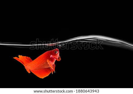 Red Betta fish or siamese fighting fish action show in aquarium tank, betta fish feeding baby in the bubble with black background. Fighting fish of Thailand.