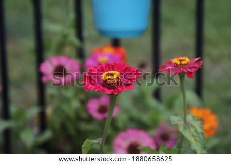 Zinnia flowers in bright vivid colors growing in green garden on sunny day. 