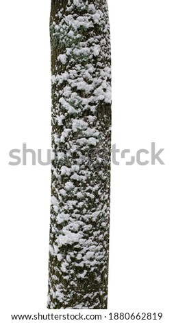 tree trunks with snow isolated on white background