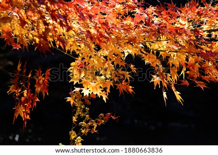 Colorful autumn leaves in the sun