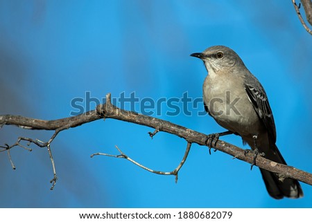 Northern Mockingbird perched on a tree branch