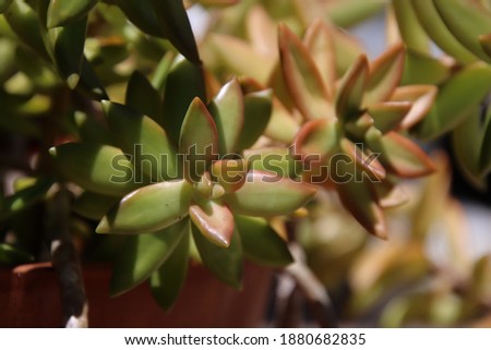Beautiful green and red succulent plants in garden on sunny day. 