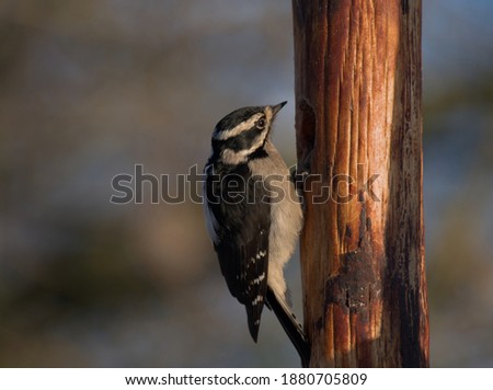A three-toed woodpecker at a bird feeder