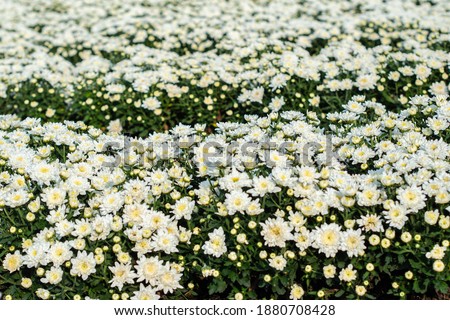 White chrysanthemum flowers blooming. Picture Close up farm landscap. United Agriculture Committee Beautiful ornamental flowers. garden flower.