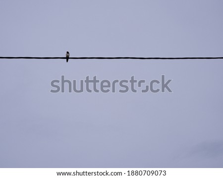 Small bird on electric cable. Lonely concept. Single. Background and wallpaper. Wildlife. 