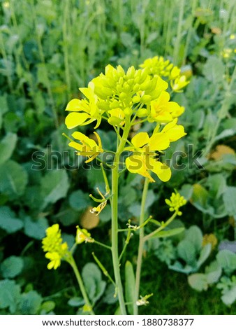 it is very nice pic of yellow flower