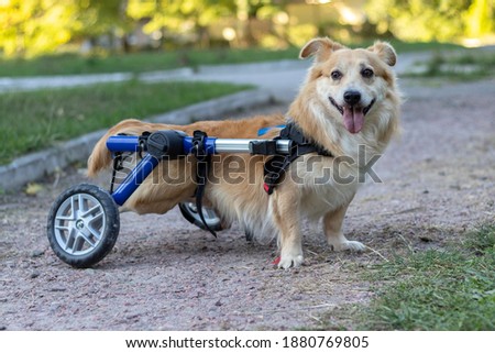 Happy red-haired dog in a wheelchair on an evening walk. Royalty-Free Stock Photo #1880769805