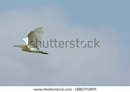 A Egret flying in the sky in rural Thailand.
