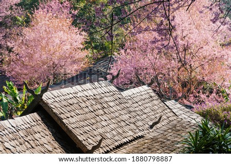 Cherry Blossoms in nature, chiangmai thailand.