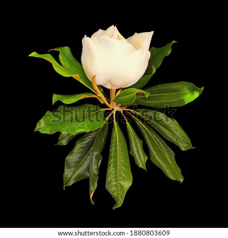 White flower of magnolia tree (Southern Magnolia, Magnolia grandiflora ) with green leaves. Isolated on black