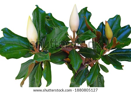 Branch of Southern Magnolia tree with leaves and three buds. Isolated on white background