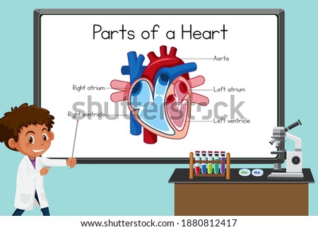 Young scientist explaining parts of a heart in front of a board in laboratory illustration