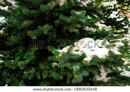 Snow on branches, on Christmas trees, on trees, on bushes, on leaves winter background. Snow, January, February. Winter fun, frost, below zero, walk, fresh air, nature, outside the city, cold, snow, w