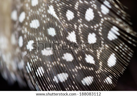 Black and white and orange feather with dark background 
