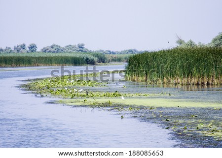 Landscape with waterline, seagulls and other birds, reeds and vegetation in Danube Delta, Romania 