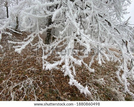Decorative frozen bush brach in a park.