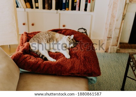 white and gray cat  with blue eyes lying on the sofa with sleepy expression