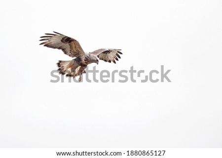 A rough-legged buzzard hovering in search for prey Royalty-Free Stock Photo #1880865127
