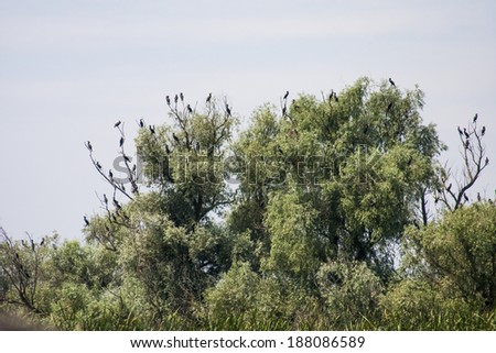 Danube Delta landscape with birds in the trees