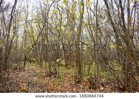 Young autumn forest with fallen leaves