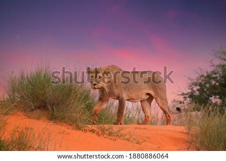 Young Kalahari lion on the top of the red dune against spectacular red sunset. African wildlife. Wildlife photo in Kalahari desert, South Africa.