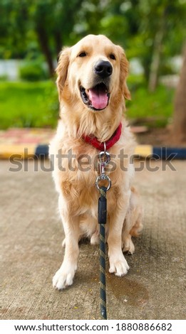 A portrait of Golden Retriever with a green blurred background. 