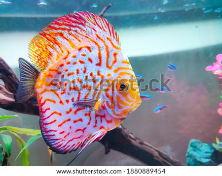 a discus fish in a tank with a few neon fish at the background.
