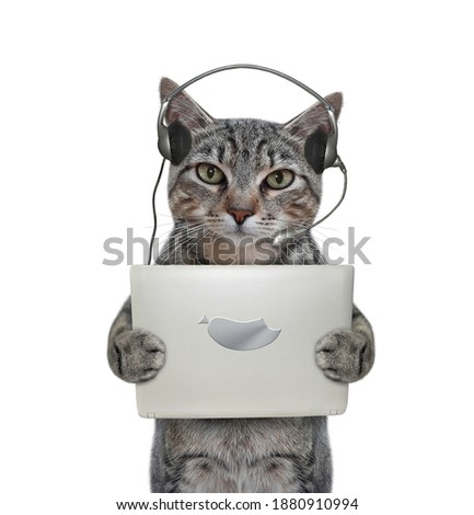 A gray cat in earphones with a tablet is listening to music. White background. Isolated.