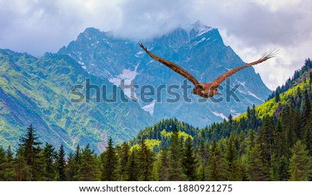 Aerial view of green trees in a forest of old spruce, fir and pine trees in wilderness with red tailed hawk