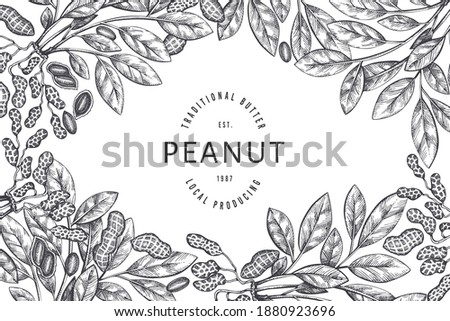 Hand drawn peanut branch and kernels design template. Organic food vector illustration on white background. Retro nut background. Engraved style botanical picture. Royalty-Free Stock Photo #1880923696