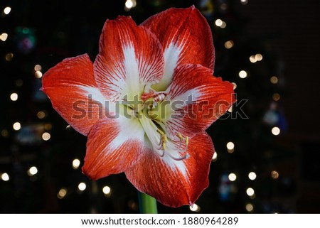 Beautiful Amaryllis flower with the glow of Christmas lights in the background.